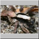 Xerolycosa nemoralis - Wolfsspinne 01b 7mm.jpg